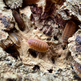 Porcellio Scaber Orange